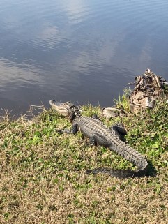 gator-3-1