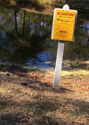 gators-may-live-here-1